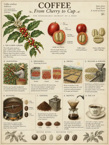Um infográfico botânico antigo sobre o café, da cereja à xícara, com passos numerados e legendas